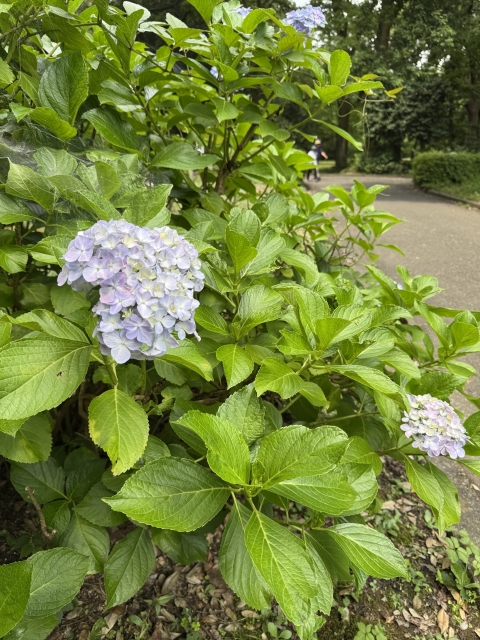 IMG_2109.jpeg