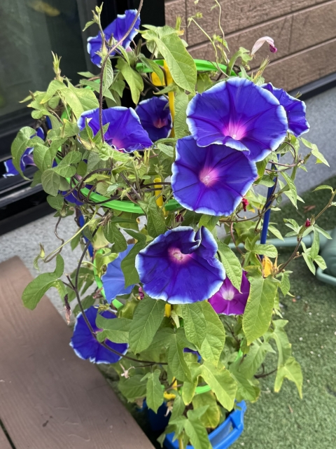 IMG_4190.jpeg