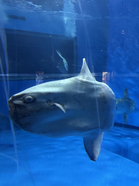 IMG_4530.jpeg